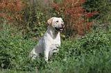 LABRADOR 117